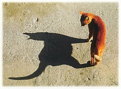 Gatti (366)